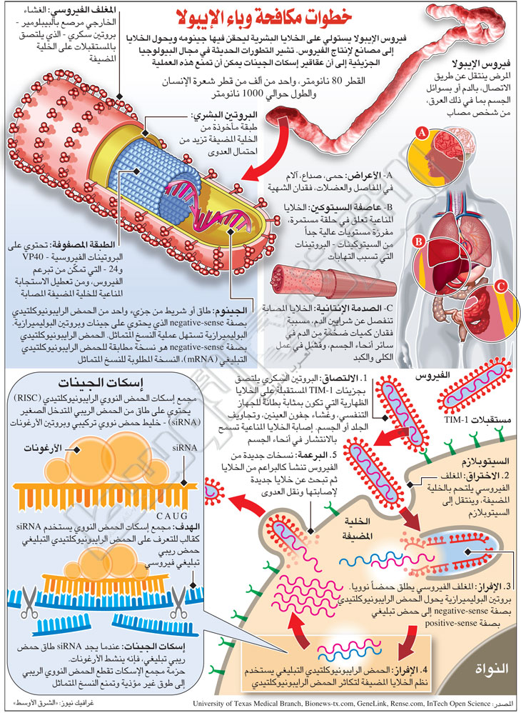 aawsat.com_sites_default_files_diagrams_ebola_virus56584867867.jpg