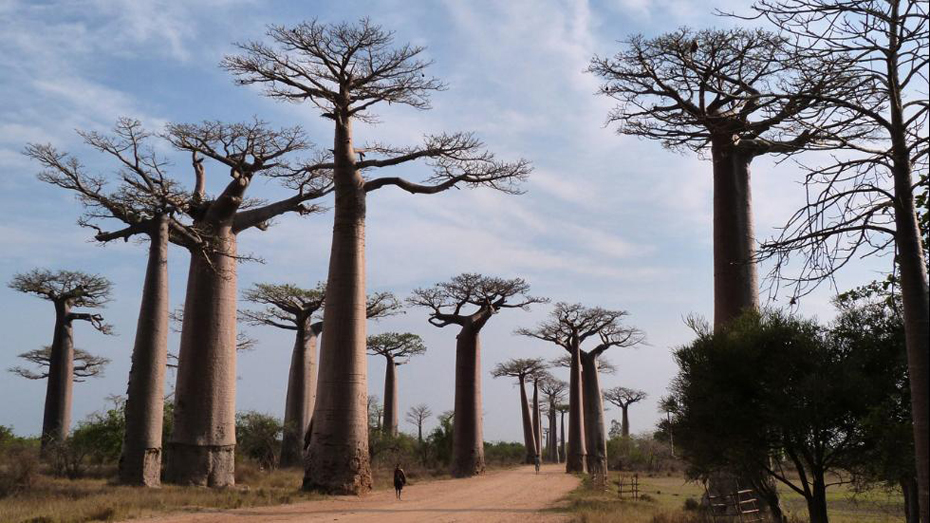 abunawaf.com_wp_content_uploads_2015_03_Avenue_of_the_Baobabs.jpg