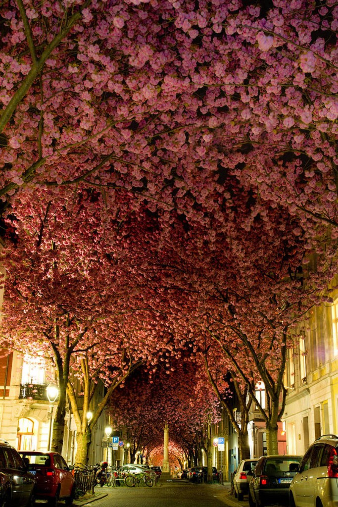 abunawaf.com_wp_content_uploads_2015_03_Cherry_Trees_In_Germany_683x1024.jpeg