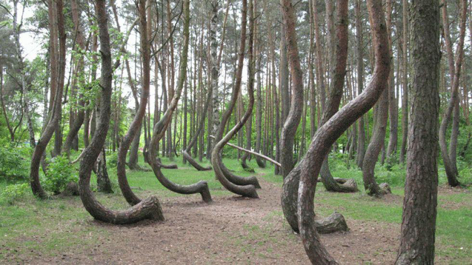 abunawaf.com_wp_content_uploads_2015_03_Crooked_Forest_Poland.jpg