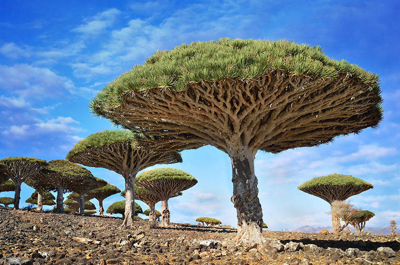 abunawaf.com_wp_content_uploads_2015_03_Dragonblood_Tree_In_Yemen.jpeg