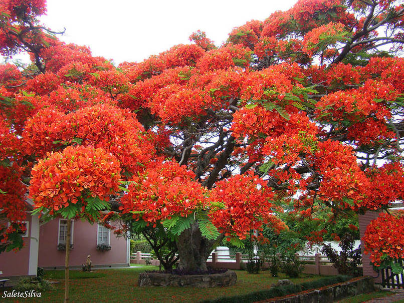 abunawaf.com_wp_content_uploads_2015_03_Flamboyant_Tree_in_Brazil.jpeg