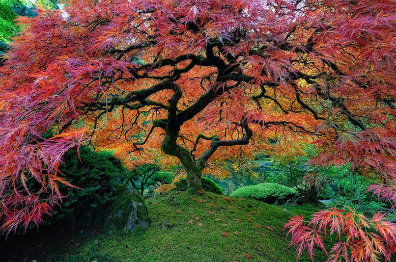 abunawaf.com_wp_content_uploads_2015_03_Japanese_Maple_In_Oregon.jpeg