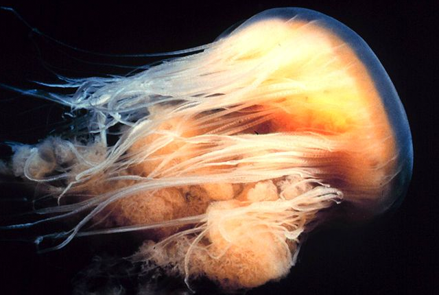 abunawaf.com_wp_content_uploads_2015_03_Lion_Mane_Jellyfish.png