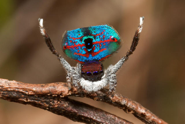 abunawaf.com_wp_content_uploads_2015_03_Peacock_Spider.jpg