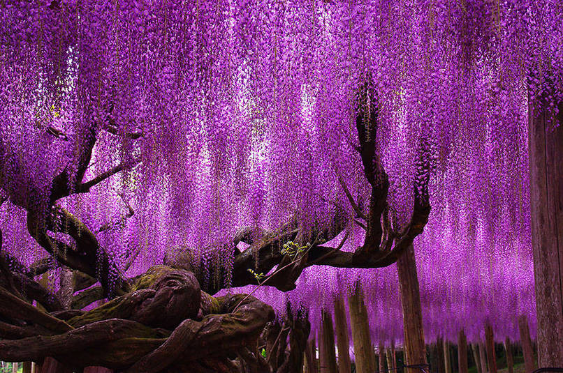 abunawaf.com_wp_content_uploads_2015_03_Wisteria_Tree_In_Japan.jpeg