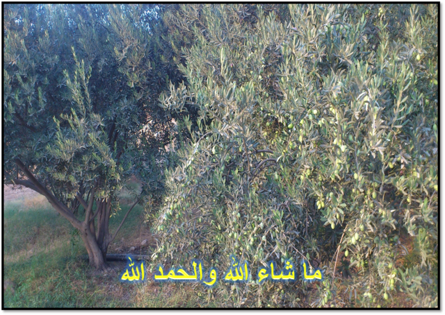 dc20.arabsh.com_uploads_image_2015_10_08_0c3e424c60f205.png