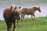 kaheel7.com_userimages_horse_trans.JPG