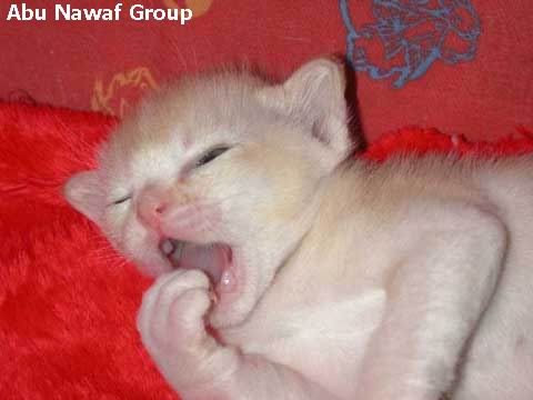 www.abunawaf.com_store_sleepcat3.jpg