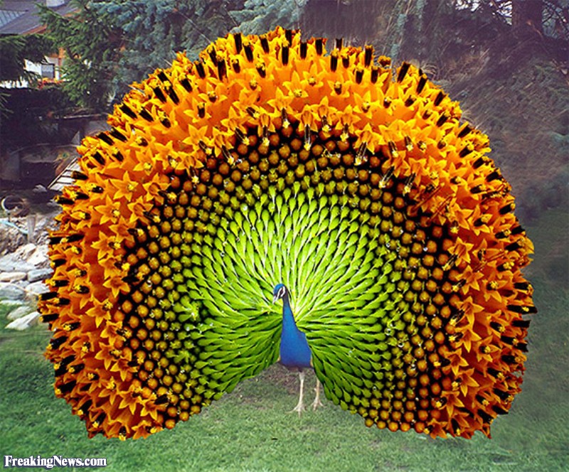 www.freakingnews.com_pictures_37000_Sunflower_Peacock__37200.jpg